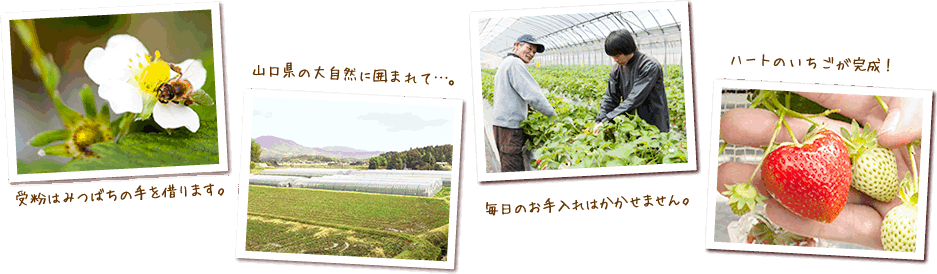 奇跡のいちご　いちごころ